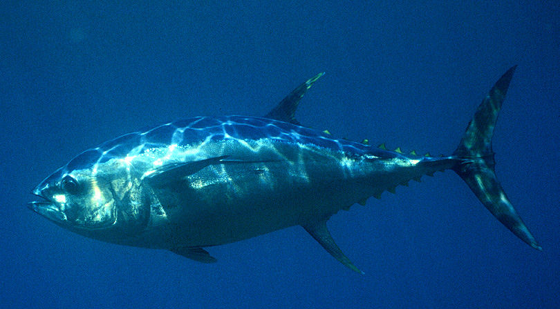 Thunnus obesus (Tonno obeso)